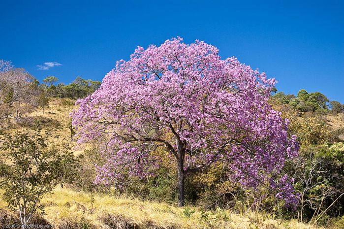 Corteza de lapacho para que sirve