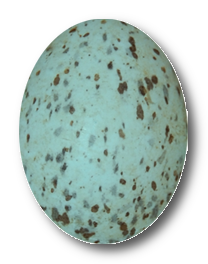 Egg (208x264, 79Kb)