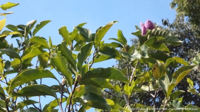 DSC02045 (700x393, 223Kb)