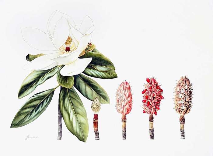 Heidi-WIllis_Botanical-Illustrator_Bird-Artist_Magnolia-Grandaflora (1) (700x513, 31Kb)