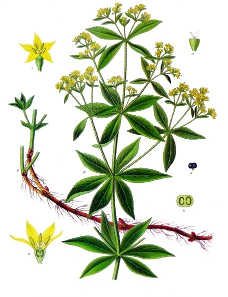 Rubia_tinctorum_-_Köhlers_Medizinal-Pflanzen-123 (456x593, 245Kb)