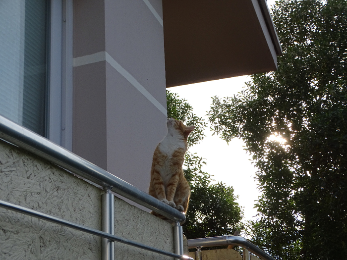 DSC00038 (700x525, 434Kb)