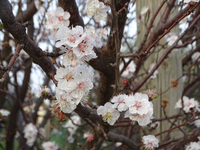 DSC00043 (700x525, 419Kb)