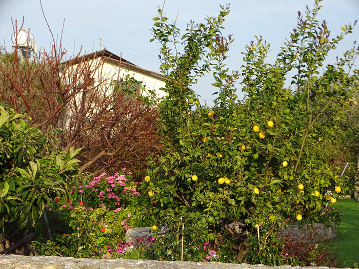 DSC00051 (700x525, 658Kb)