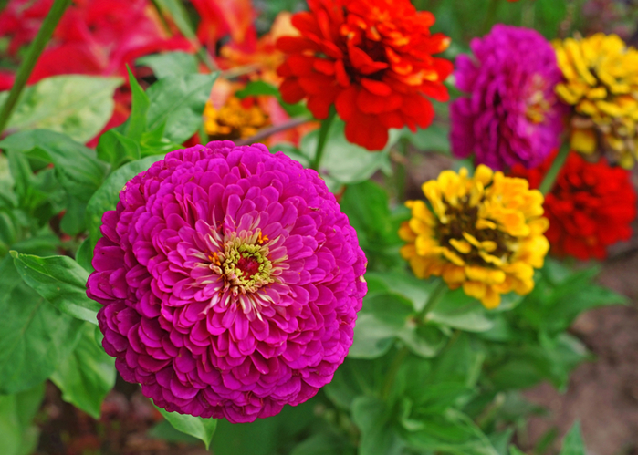 4920201_dreamstime_s_46731309 (700x499, 432Kb)