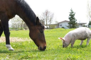 horse_pig.jpg.pagespeed.ce.pAKKj-pED8 (300x200, 33Kb)