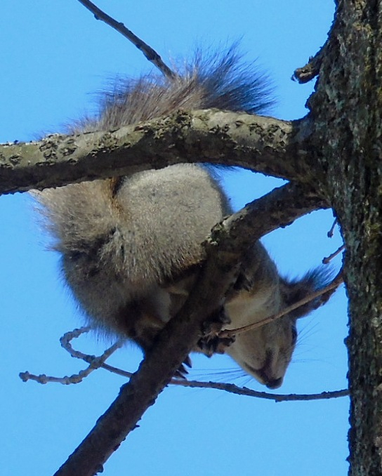 DSC00610 (544x678, 303Kb)