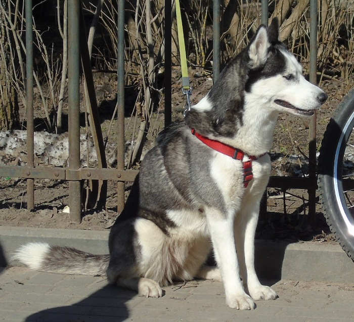 DSC00643 (700x637, 478Kb)