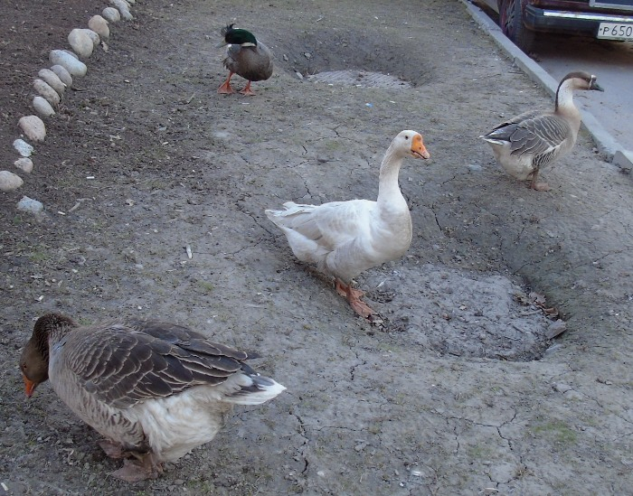 DSC00702 (700x549, 433Kb)