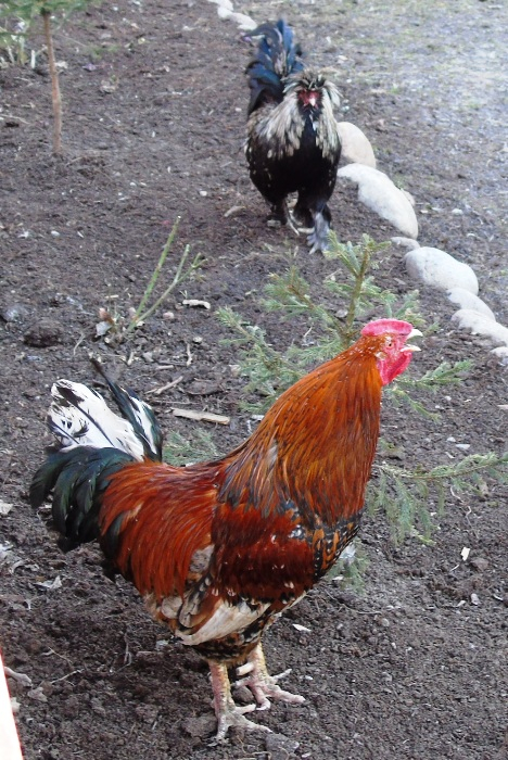 DSC00711 (468x700, 439Kb)