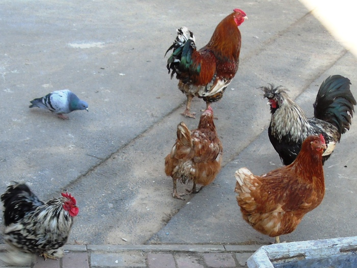 DSC00722 (700x526, 379Kb)