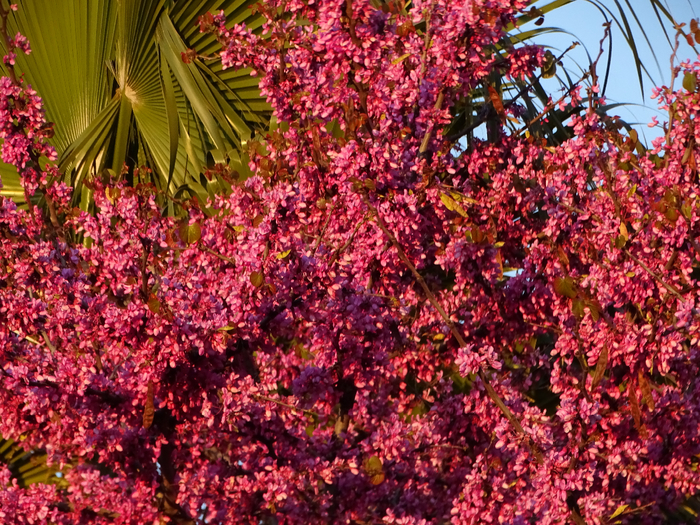 DSC00224 (700x525, 681Kb)