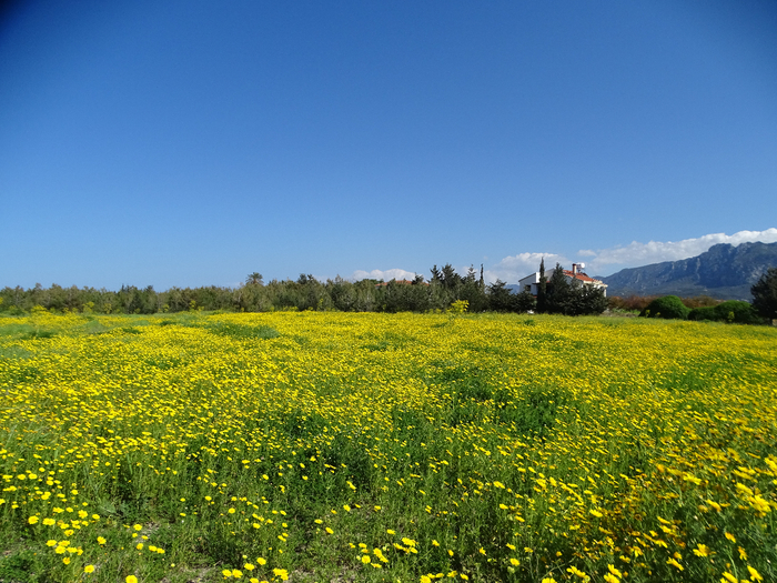 DSC00292 (700x525, 541Kb)