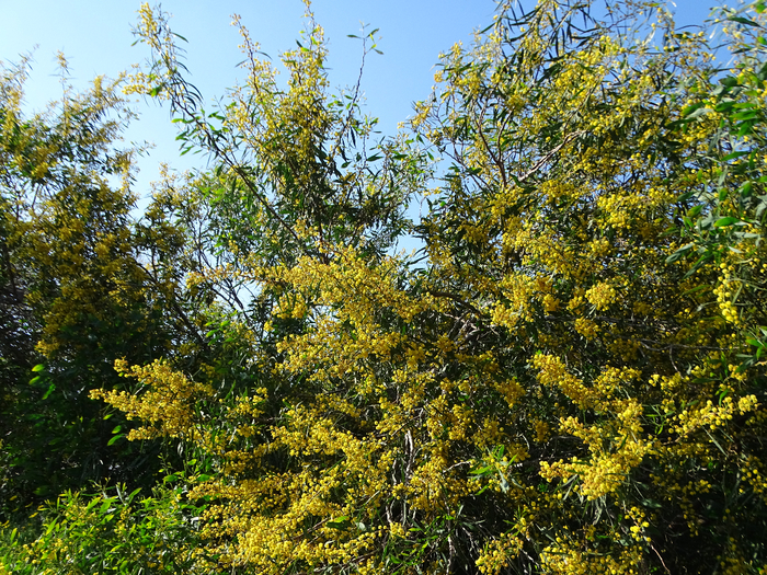 DSC00015 (700x525, 757Kb)