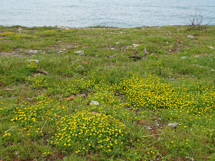 DSC00018 (700x525, 646Kb)