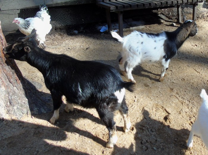 DSC00866 (700x522, 393Kb)