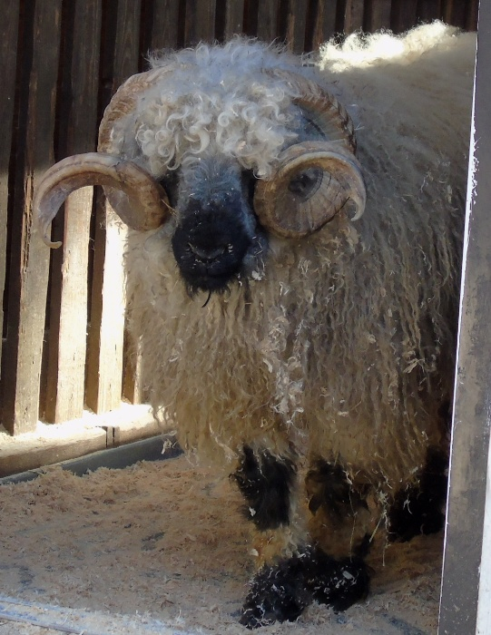 DSC00888 (541x700, 377Kb)