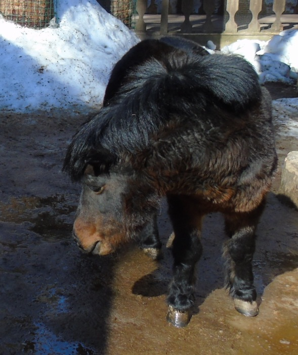 DSC00897 (589x700, 348Kb)