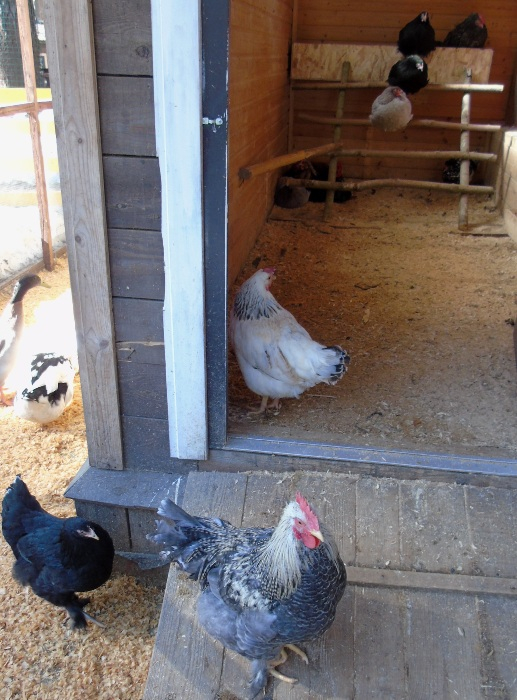 DSC00911 (517x700, 378Kb)