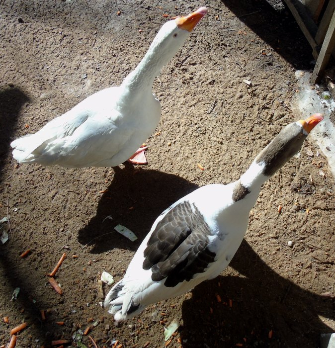 DSC00935 (674x700, 588Kb)