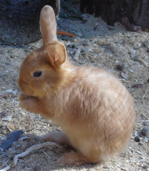 DSC01008 (610x700, 398Kb)