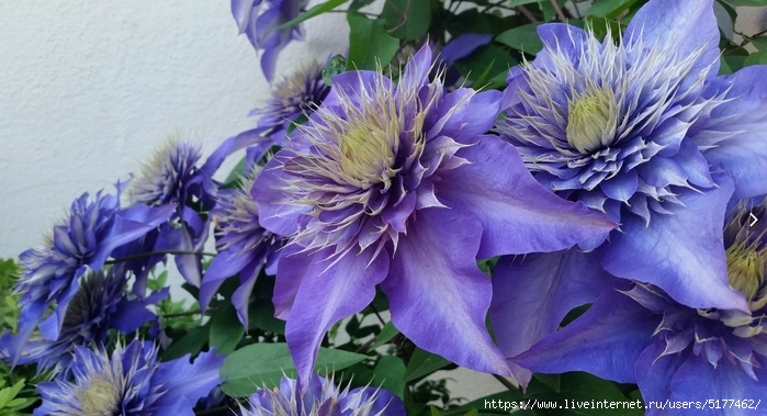 5177462_Image_5 (700x379, 234Kb)