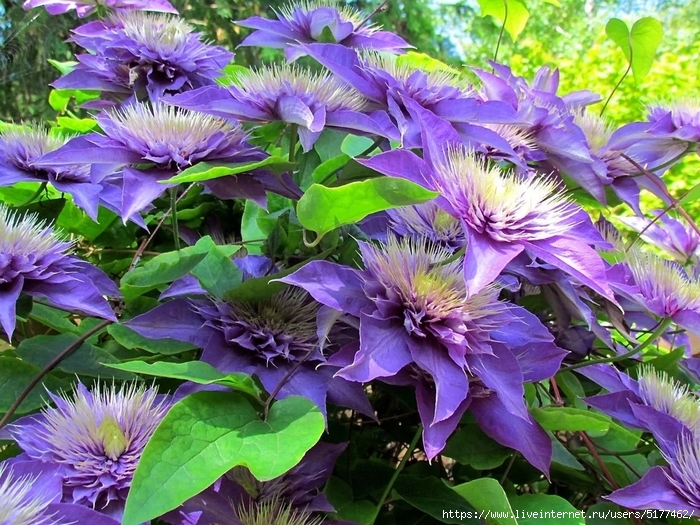 5177462_Image_7_1_ (700x525, 385Kb)