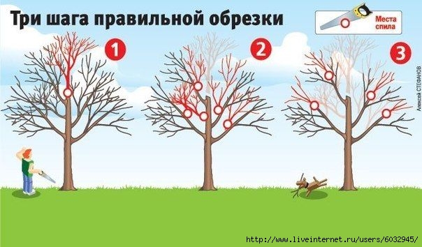 6032945_49d979ec5b17c98671b9b9bce32f2ce0 (604x354, 135Kb)