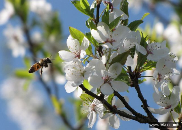 spring-days_021 (640x456, 228Kb)