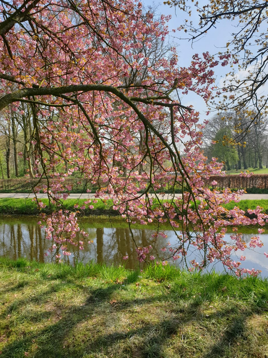 IMG-20190415-WA0001 (525x700, 616Kb)