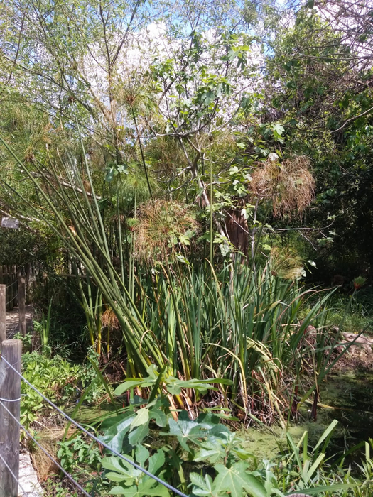IMG-20190418-WA0000 (525x700, 568Kb)