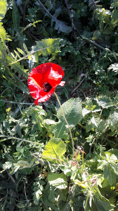 IMG-20190206-WA0000 (393x700, 401Kb)