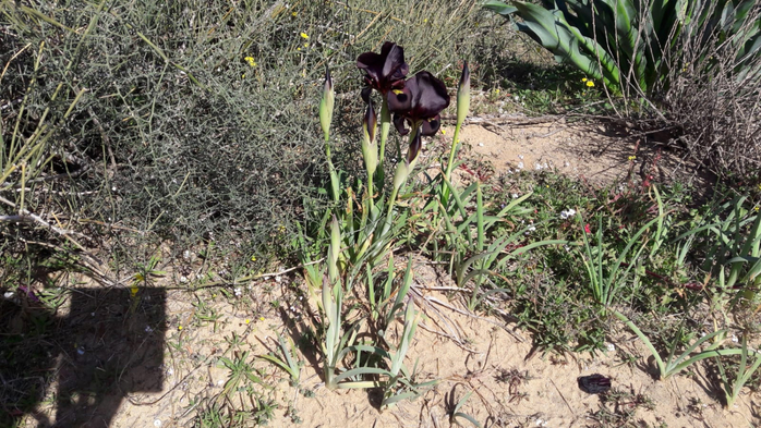 IMG-20190206-WA0004 (700x393, 426Kb)