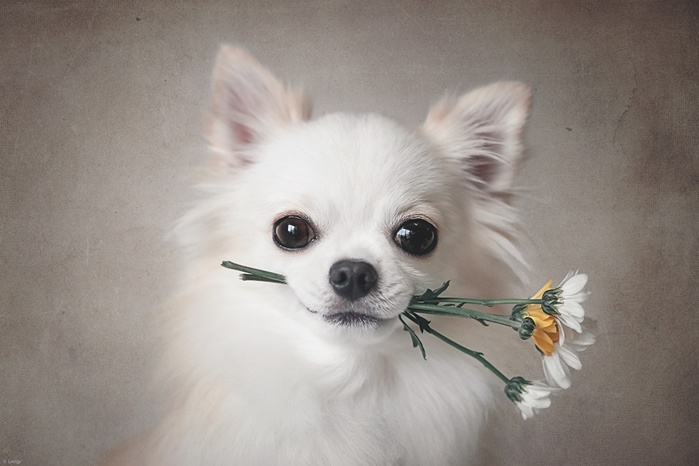 Dogs_Chihuahua_White_Glance_Snout_562472_1280x853 (700x466, 91Kb)