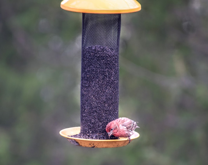 f10 (700x556, 244Kb)