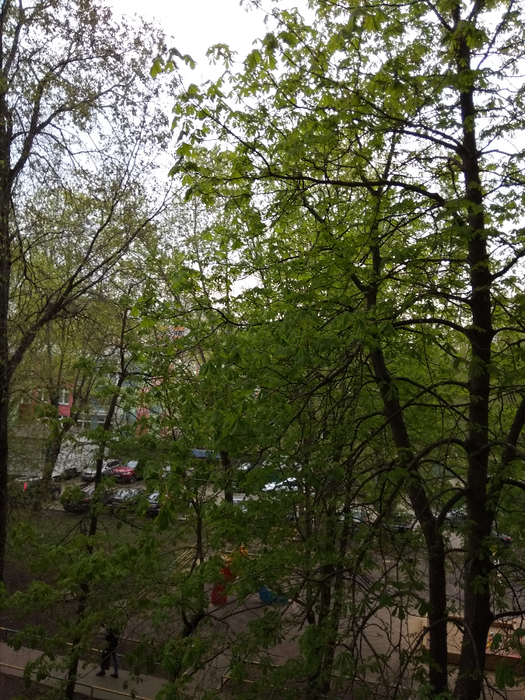 IMG_20190427_095937 (525x700, 510Kb)