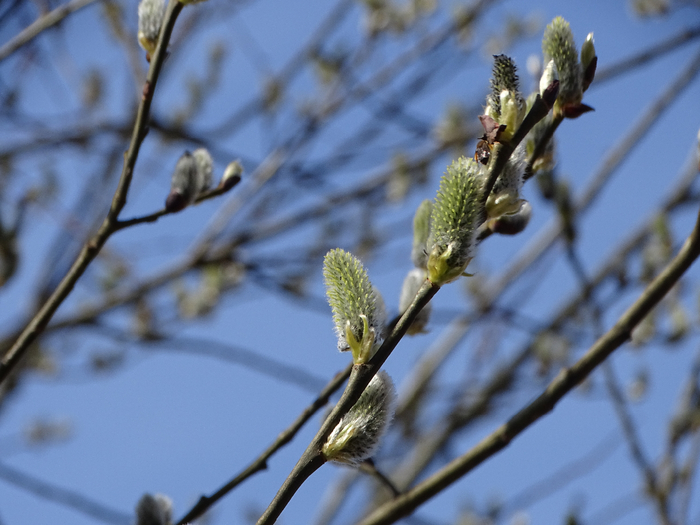 DSC00032 (700x525, 349Kb)