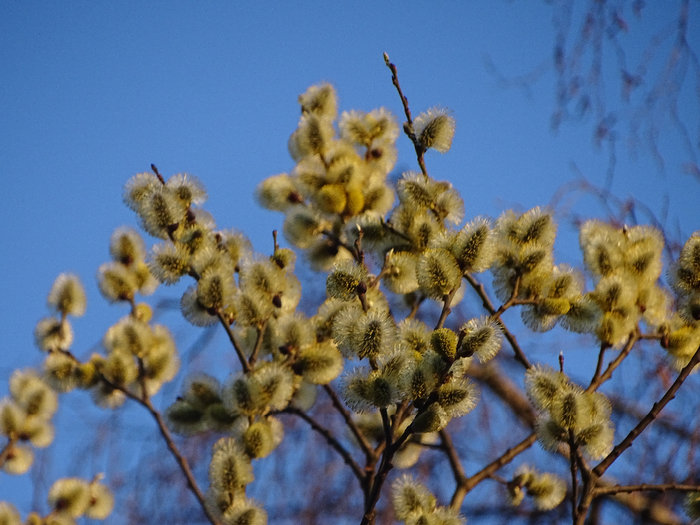 DSC00091 (700x525, 417Kb)