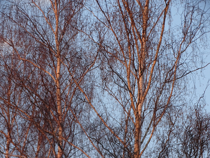 DSC00128 (700x525, 662Kb)