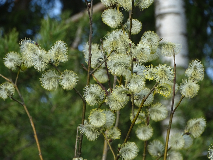 DSC00156 (700x525, 424Kb)