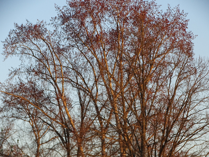 DSC00195 (700x525, 632Kb)