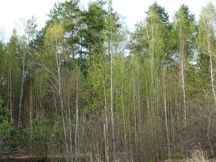 DSC00255 (700x525, 538Kb)