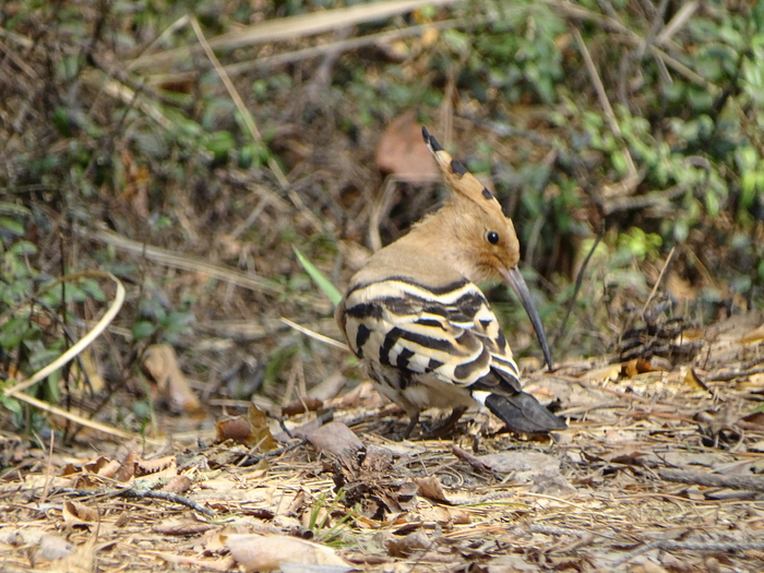 DSC00312 (700x525, 497Kb)
