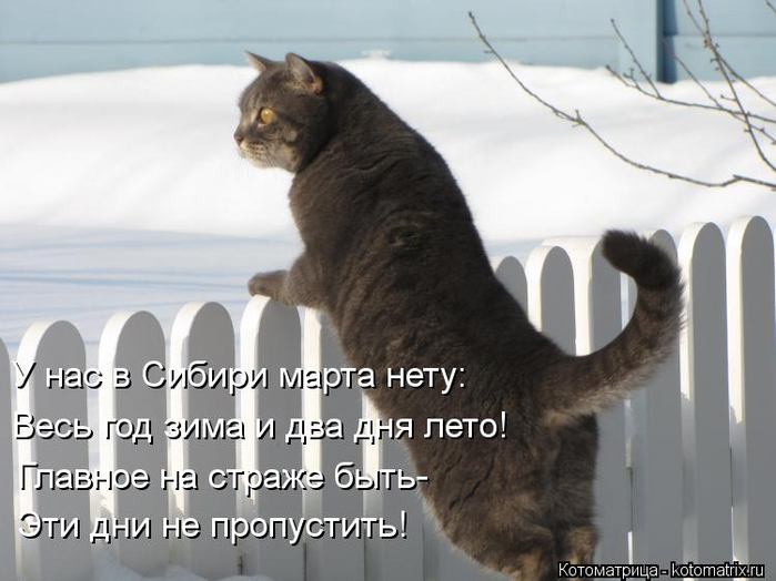 kotomatritsa_3 (700x524, 243Kb)