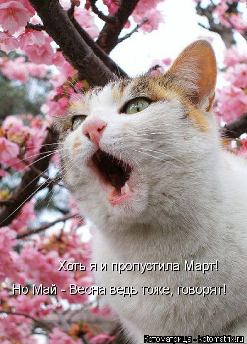 kotomatritsa_sO (504x700, 268Kb)