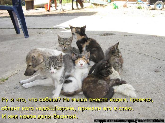 4743317_kotomatritsa_u9 (700x524, 68Kb)