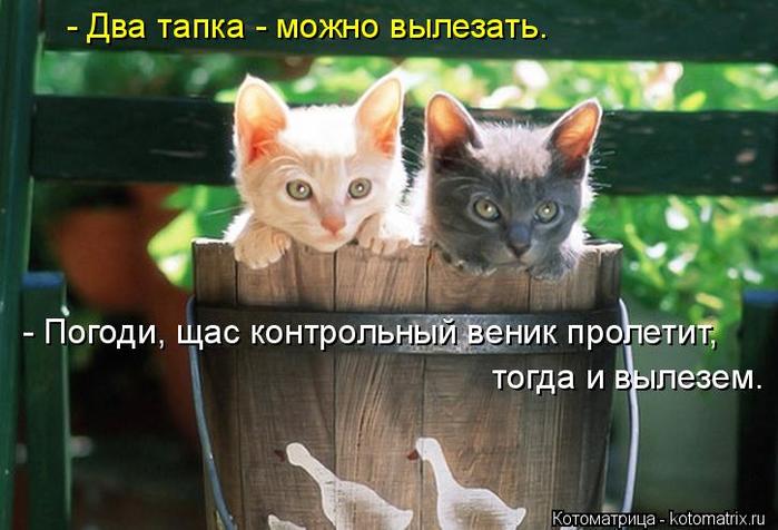 4743317_kotomatritsa_UX (700x476, 52Kb)