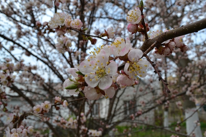 DSC_0335 (700x466, 269Kb)
