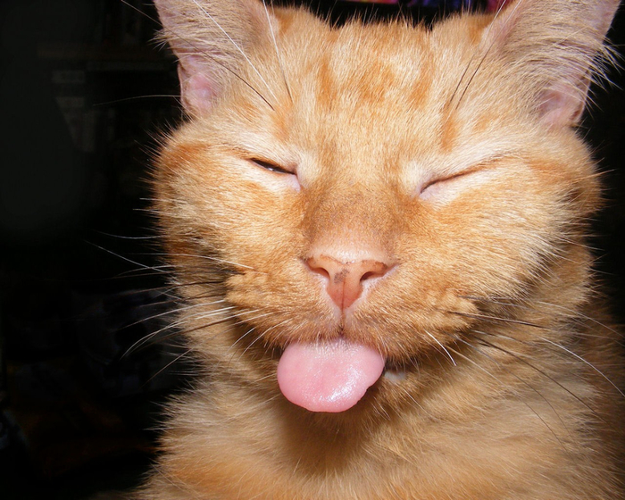 cats-tongue_00355335 (700x560, 440Kb)