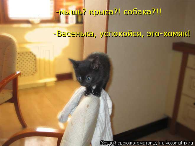 kotomatritsa_Eq (660x495, 164Kb)